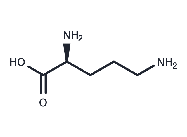 TargetMol Chemical Structure L-Ornithine