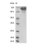 EGFR Protein, Mouse, Recombinant (His)