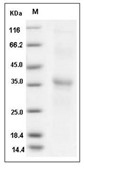 RGMA Protein, Human, Recombinant (His)