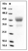 CD24 Protein, Human, Recombinant (hFc)