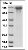 HER3/ERBB3 Protein, Human, Recombinant (His), Biotinylated