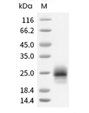 TSLP Protein, Human, Recombinant (R127A & R130S, His)