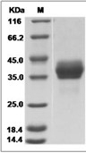 EpCAM/TROP1 Protein, Cynomolgus, Recombinant (His)