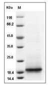 CD3 epsilon/CD3e Protein, Rhesus, Recombinant (His)