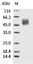 CD64 Protein, Mouse, Recombinant (His)