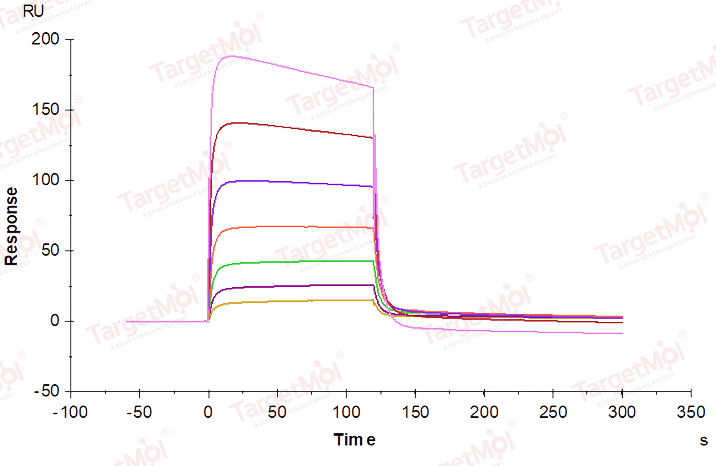 CD64 Protein, Mouse, Recombinant (His)