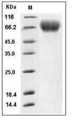 TrkB Protein, Human, Recombinant (His)