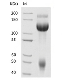 IGF1R/CD221 Protein, Human, Recombinant (His)