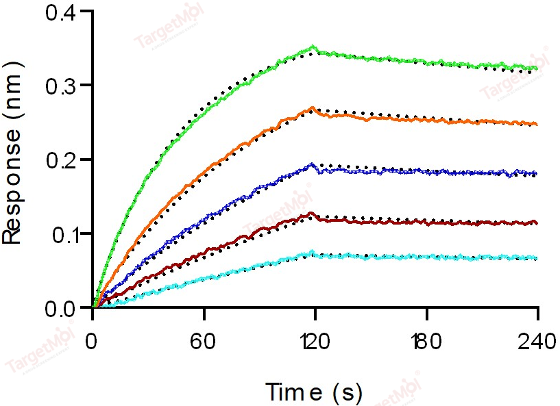 IGF1R/CD221 Protein, Human, Recombinant (His)