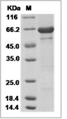 PADI4 Protein, Human, Recombinant (His)