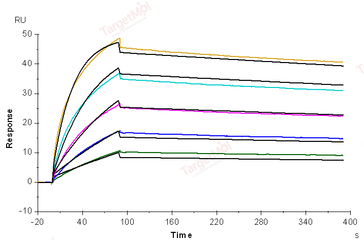 TIM-3/KIM-3/HAVCR2 Protein, Human, Recombinant (His)