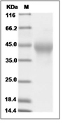 TIM-3/KIM-3/HAVCR2 Protein, Human, Recombinant (His)