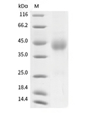 OX40/TNFRSF4 Protein, Human, Recombinant (His)