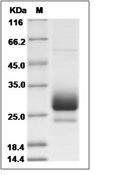 CD79B Protein, Cynomolgus, Rhesus, Recombinant (His)