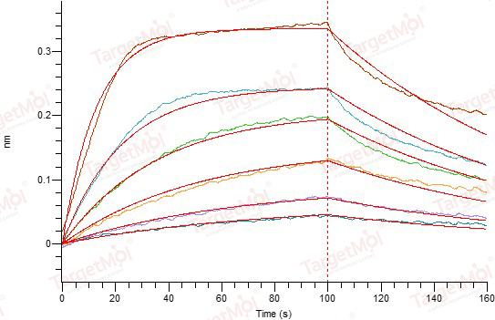 IL-2 Protein, Human, Recombinant (E. coli)