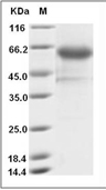 4-1BB/CD137/TNFRSF9 Protein, Human, Recombinant (hFc & Avi), Biotinylated