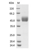 CD3D & CD3E Heterodimer Protein, Human, Recombinant