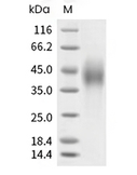 SLAMF7 Protein, Human, Recombinant (His)