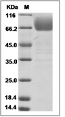 ICAM-1/CD54 Protein, Rhesus, Recombinant (His)