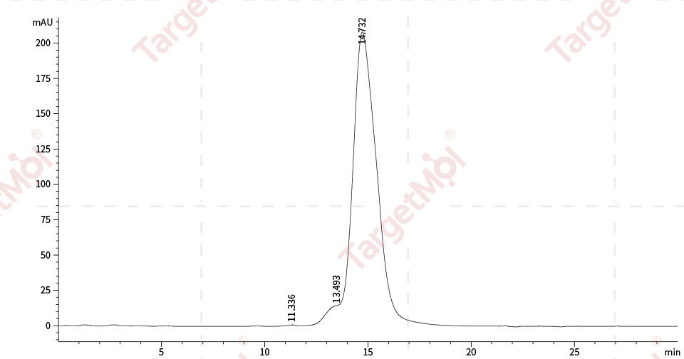 IL-4R Protein, Human, Recombinant (His)