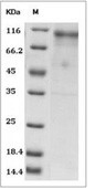 ErbB4 Protein, Human, Rhesus, Recombinant (His)