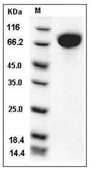 c-Kit Protein, Mouse, Recombinant (His)