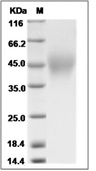 Tissue Factor Protein, Cynomolgus, Recombinant (His)