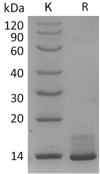 TGF beta 1 Protein, Human, Recombinant (Avi), Biotinylated