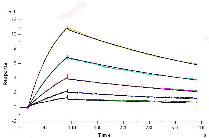 CTLA-4 Protein, Human, Recombinant (His)