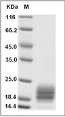 IL-5 Protein, Human, Recombinant (His)
