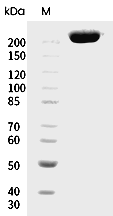 E-Cadherin/Cadherin-1 Protein, Human, Recombinant (hFc)