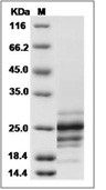 Fas Ligand Protein, Human, Recombinant (His)