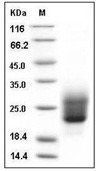 NKp30/NCR3 Protein, Human, Recombinant (His)