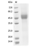 CD19 Protein, Human, Recombinant (His)