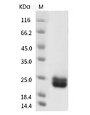 SCF Protein, Human, Recombinant (aa 1-189, His)