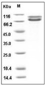 N Cadherin Protein, Human, Recombinant (His)