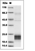 NKG2D/CD314 Protein, Human, Recombinant (aa 78-216, His)