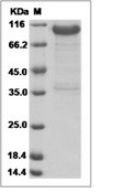 LRRC15 Protein, Human, Recombinant (hFc)