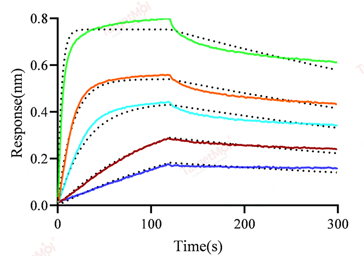 CD40 Protein, Human, Recombinant (His)