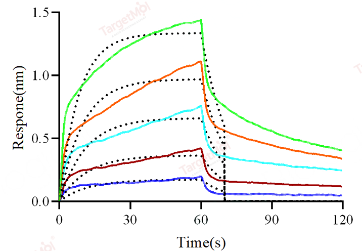 CD32B/Fcgr2b Protein, Human, Recombinant (His & Avi), Biotinylated