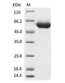 LAG-3 Protein, Human, Recombinant (His)