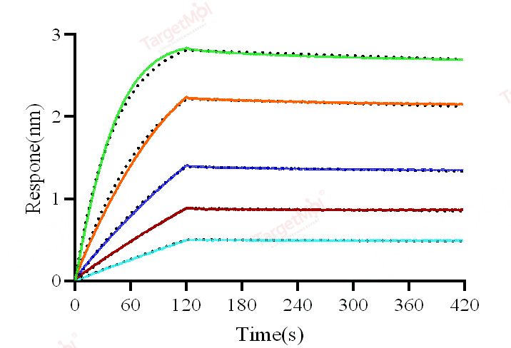 LAG-3 Protein, Human, Recombinant (His)