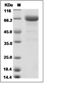 LRRC32 Protein, Human, Recombinant (His)