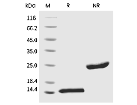 BMP-4 Protein, Human, Recombinant (E399D)