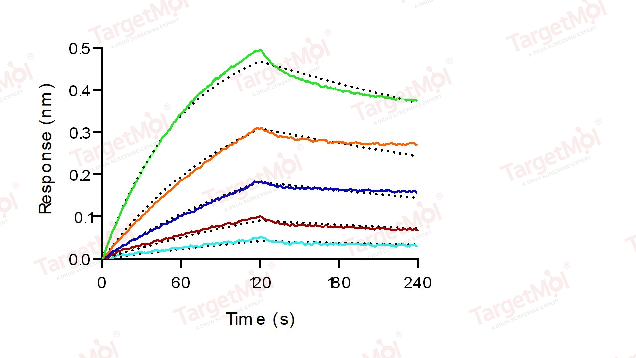 CD64 Protein, Mouse, Recombinant (His)