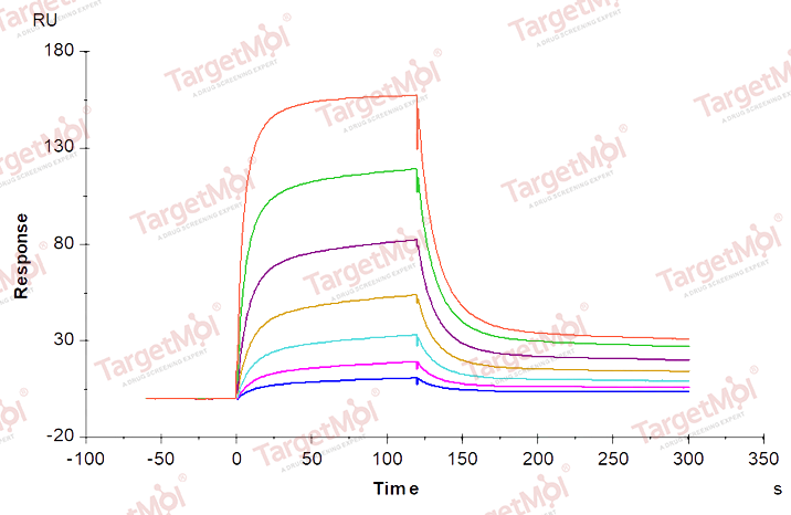CD64 Protein, Mouse, Recombinant (His)