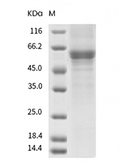 Noggin/NOG Protein, Mouse, Recombinant (hFc)