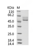 Syndecan-1 Protein, Human, Recombinant (His)