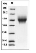 CD44 Protein, Human, Recombinant (His)