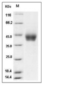 Tissue Factor Protein, Human, Recombinant (His)